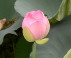 lotus 29jul17c