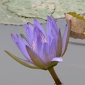 lotus 29jul17d