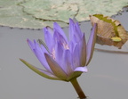 lotus 29jul17d