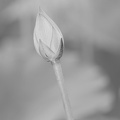 lotus bud 29jul17