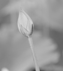 lotus bud 29jul17