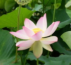 lotus 29jul17a