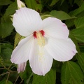 hibiscus moscheutos 29jul17b
