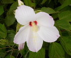 hibiscus moscheutos 29jul17b