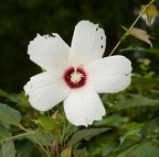 hibiscus moscheutos 29jul17a