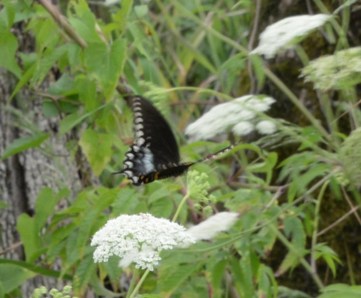 female black swallowtail 29jul17
