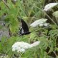 female black swallowtail 29jul17