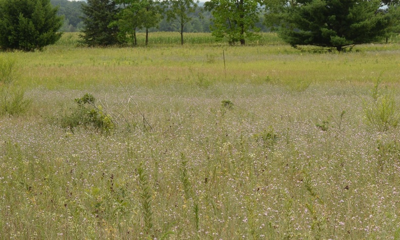 patch spotted knapweed centaurea stoebe field farm 6973 23jul22