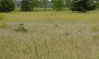 patch spotted knapweed centaurea stoebe field farm 6973 23jul22