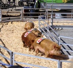 pig race state fair 7709 9aug22zac