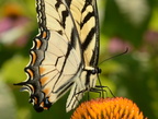 tiger swallowtail papilio glaucus wehr 7802 15aug22
