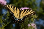 tiger swallowtail papilio glaucus female farm 8430 23aug22