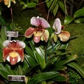 orchids_new_york_botanical_garden_l826_13mar22.jpg