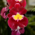 orchid_new_york_botanical_garden_1794_13march.jpg