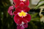 orchid new york botanical garden 1794 13march