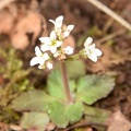 early saxifrage micranthes virginiensis balls bluff 2383 24mar22