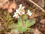 early saxifrage micranthes virginiensis balls bluff 2383 24mar22