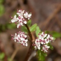 early saxifrage micranthes virginiensis balls bluff 2378 24mar22