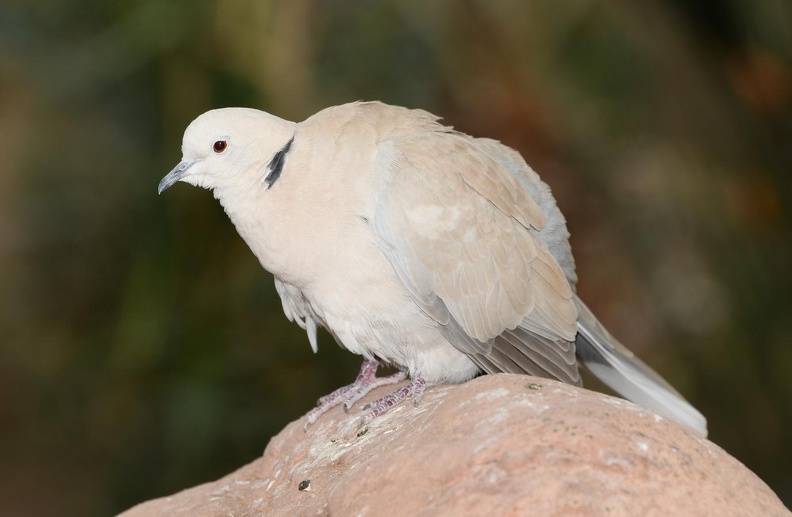 ring neck dove streptopelia capicola domes 1158 18feb22