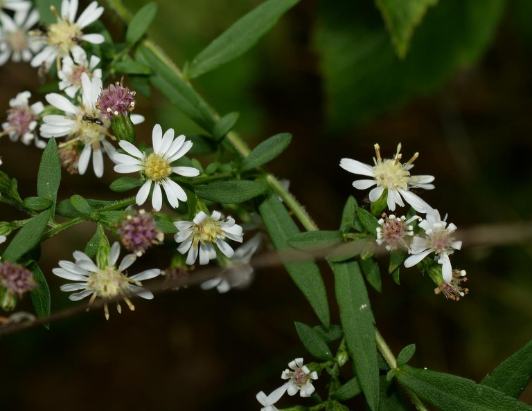 calico aster symphyotrichum lateriflorum farm 9688 21sep22