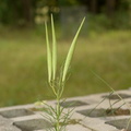 horsetail milkweed asclepias verticillata farm 9671 21sep22