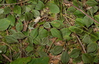 womans tobacco antennaria plantaginifolia farm 9682 21sep22