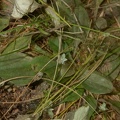 womans tobacco antennaria plantaginifolia farm 9684 21sep22