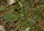 womans tobacco antennaria plantaginifolia farm 9684 21sep22