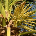 palm in flower masamirey cove 0166 2nov22