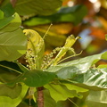 tropical almond terminalia catappa in flower masamirey cove 0187 2nov22