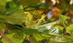 tropical almond terminalia catappa in flower masamirey cove 0187 2nov22