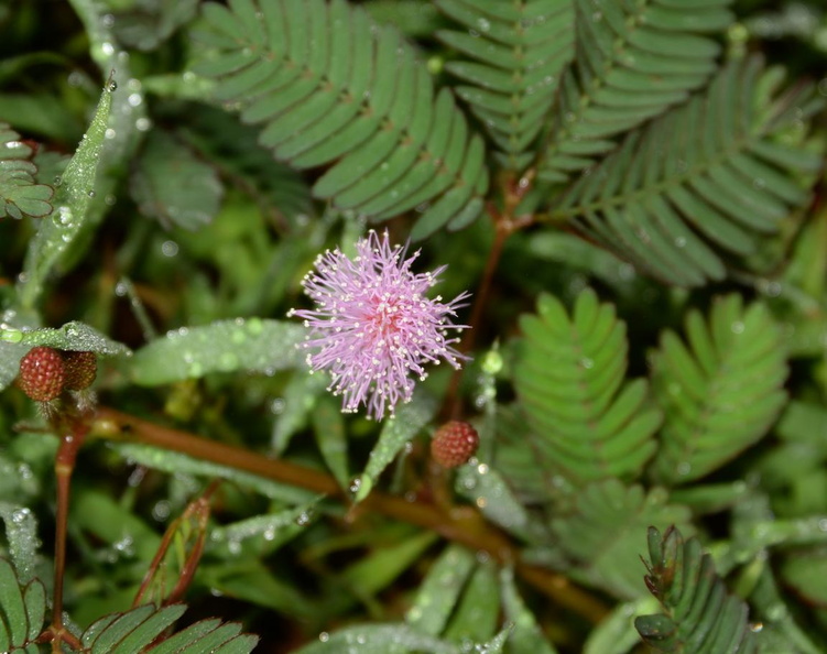 touch-me-not_mimosa_pudica_0326_4nov22.jpg