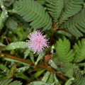 touch-me-not mimosa pudica 0326 4nov22