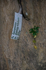 blackboard tree alstonia scholaris oldwoods by the sea bani 0557 6nov22