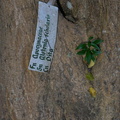 blackboard tree alstonia scholaris oldwoods by the sea bani 0557 6nov22
