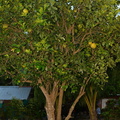 pomelo citrus maxima oldwoods by the sea bani 0501 6nov22