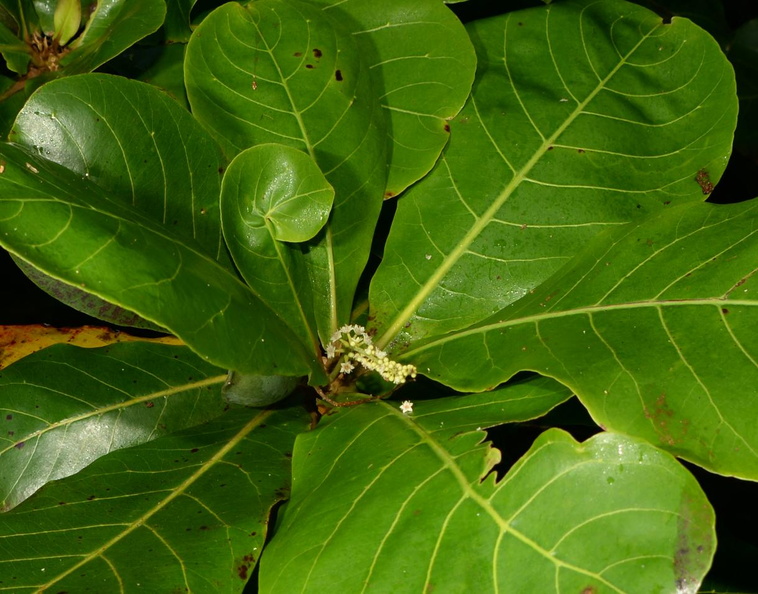 tropical_almond_terminalia_catappa_oldwoods_by_the_sea_bani_0494_6nov22.jpg