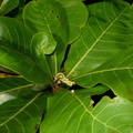 tropical almond terminalia catappa oldwoods by the sea bani 0494 6nov22