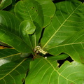 tropical_almond_terminalia_catappa_oldwoods_by_the_sea_bani_0494_6nov22.jpg