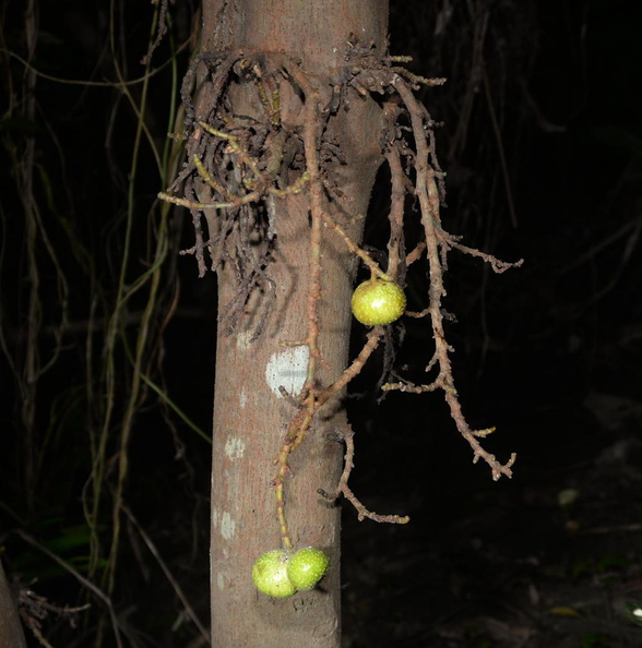 tibig tree ficus nota oldwoods by the sea bani 0476 6nov22