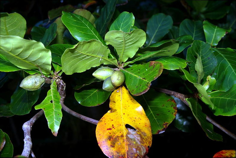 tropical_almond_terminalia_catappa_oldwoods_by_the_sea_bani_0492_6nov22zac.jpg