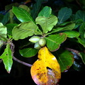 tropical almond terminalia catappa oldwoods by the sea bani 0492 6nov22zac