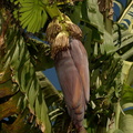 banana flower musa acuminata 0747 7nov22