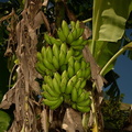 banana_flower_musa_acuminata_0749_7nov22.jpg