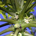 flowers papaya carica papaya 0770 7nov22zac