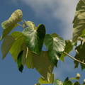 malay beechwood gmelina arborea baymbang 0758 7nov22