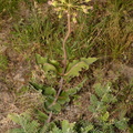 sand milkweed asclepias amplexicaulis farm 4948 16jun23