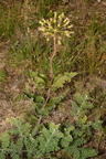 sand milkweed asclepias amplexicaulis farm 4948 16jun23