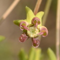 sand milkweed asclepias amplexicaulis farm 4945 16jun23