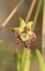 sand milkweed asclepias amplexicaulis farm 4945 16jun23